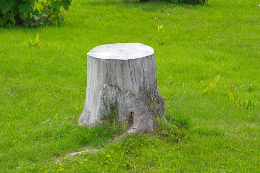 White painted tree stump on the green