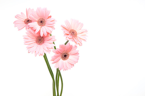 Pictured transvaal daisies in a white background.