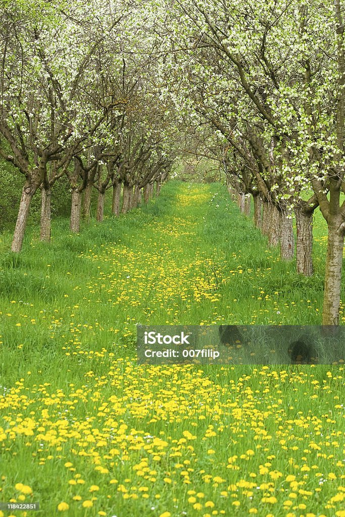 사과나무 과수원 - 로열티 프리 0명 스톡 사진