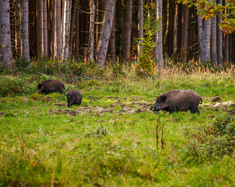 Group of wild boars in the middle of forest