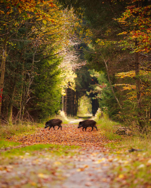 Group of wild boars in the middle of forest Group of wild boars in the middle of forest boar stock pictures, royalty-free photos & images