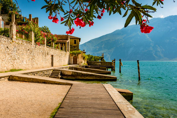 istock oleander tree in Limone in Italy 1184229322