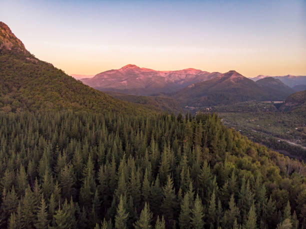 istock Sunset in the forests 1184230431