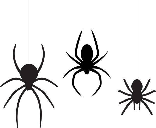 drei baumelnde spinnen - spider stock-grafiken, -clipart, -cartoons und -symbole