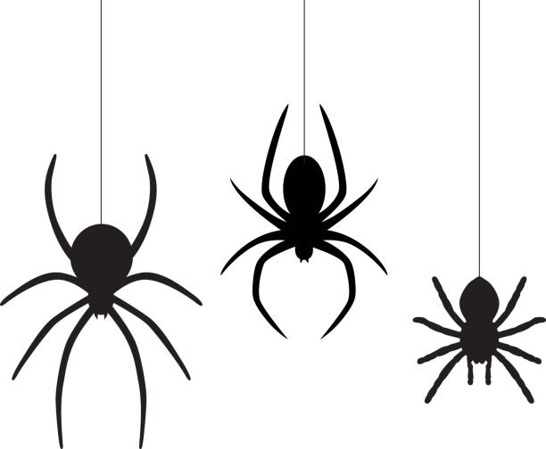 Three Dangling Spiders Vector illustration of three black dangling spiders on a white background. spider stock illustrations