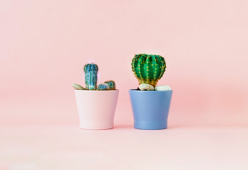 Two colored pots with cactus on pink background. Green office concept. Close-up, copy space