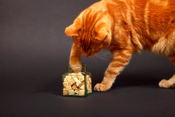 Ginger mackerel tabby cat helping itself to fish treats from a glass jar isolated on a black background