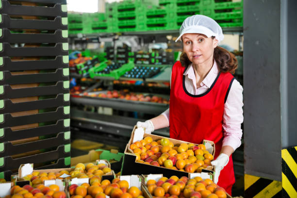 istock Woman working with selected apricots 1184233623
