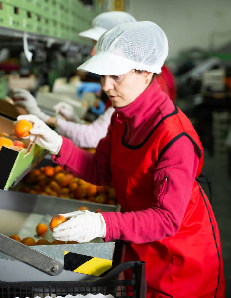 istock Women calibrating harvested apricots 1184233624
