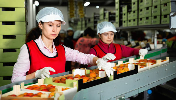 istock Woman working on producing sorting line at fruit warehouse, preparing apricots for packaging 1184233634