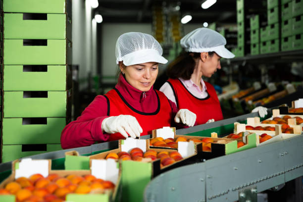 istock Women calibrating harvested apricots 1184234028