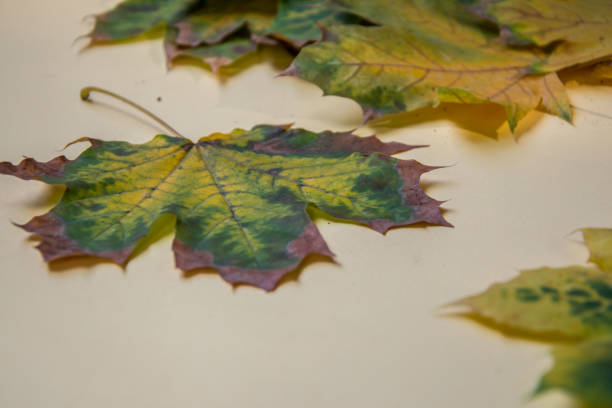 istock Colorful autumn leaves on pale yellow background, fall concept, beautiful leaf 1184236206