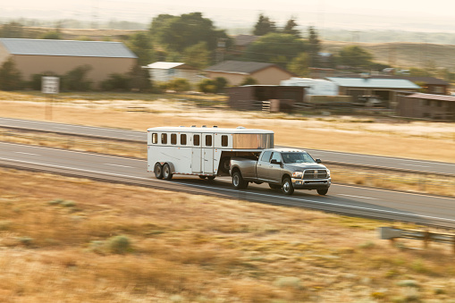 Livestock transport in USA with trailers and large pick-up vehicles on state highway 80.