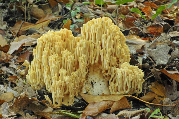 esemplare di fungo corallo - coral fungus foto e immagini stock