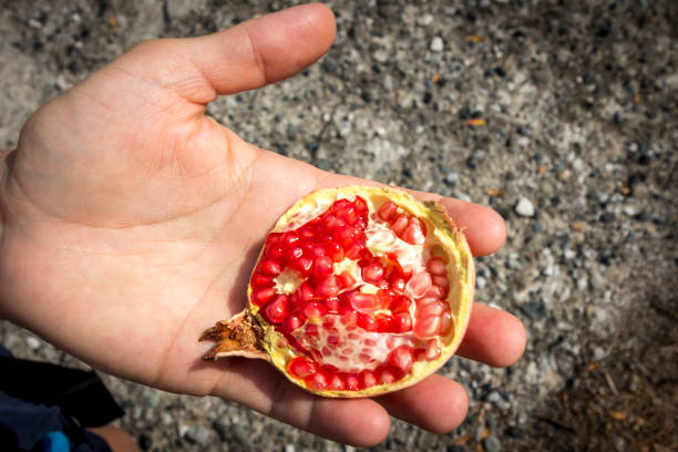 Freshly harvested pomegranate with seeds on one hand stock photo