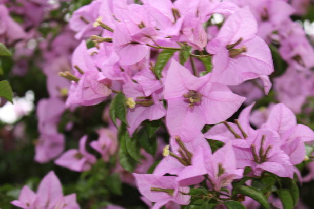 istock spring plant loaded with red and pink flowers 1184237503