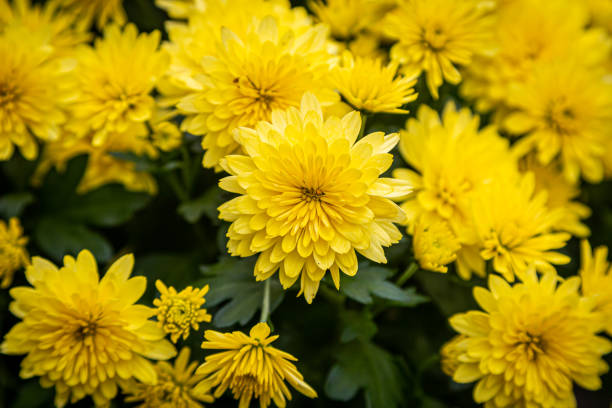 gelbe chrysanthemum blumen - chrysantheme stock-fotos und bilder