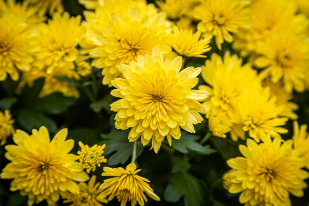 Yellow Chrysanthemum Flowers A full frame photograph of bright yellow chrysanthemum flowers on a sunny autumn day chrysanthemum stock pictures, royalty-free photos & images