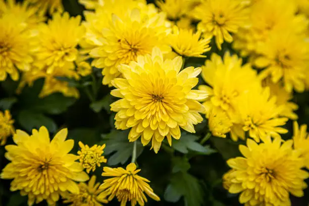 Photo of Yellow Chrysanthemum Flowers