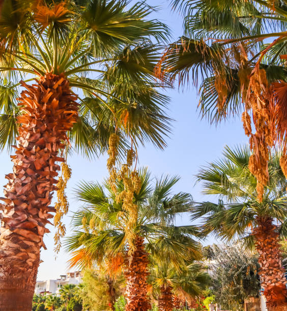 istock Palms (Date palms) against the blue sky in sunset 1184237876