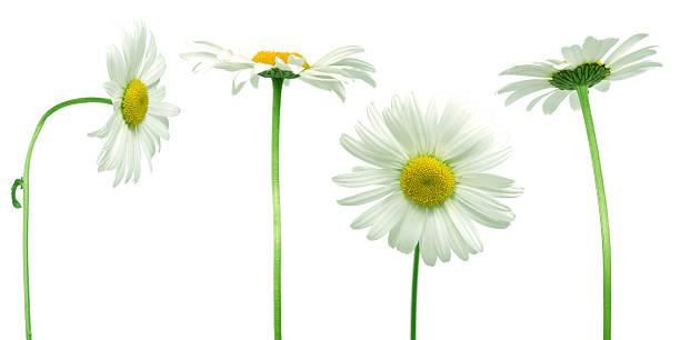 istock mix of daisies 118423825
