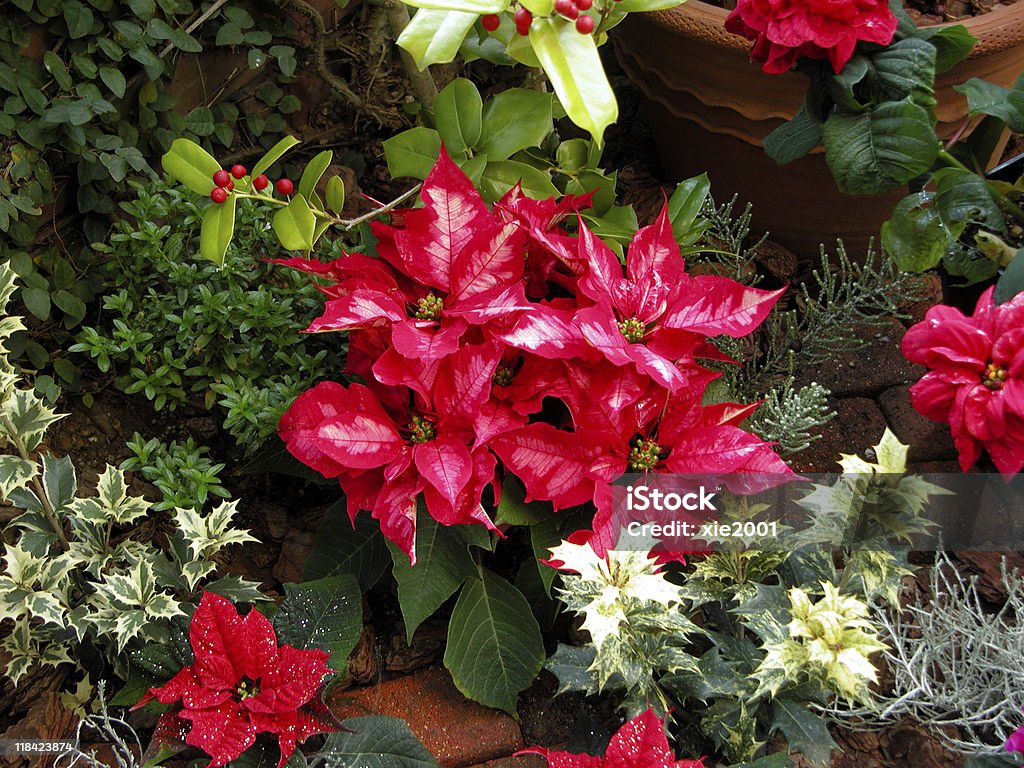Poinsettia  Christmas Stock Photo