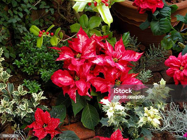 Poinsettia Stock Photo - Download Image Now - Christmas, Christmas Decoration, Color Image
