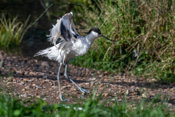 istock Pied Avocet Drying its Wings in Sun 1184239228