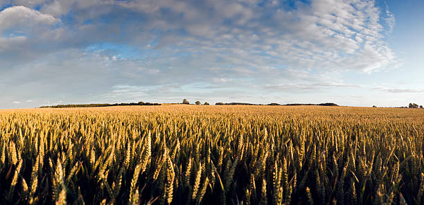 istock Summertime farmland scene at sunset, UK. 118423945