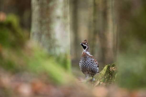 haselhuhn, tetrastes bonasia, hazel grouse - tétraoninés photos et images de collection