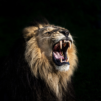 Portrait of furious lion. He shows his teeth opening mouth and takes an aggressive posture.