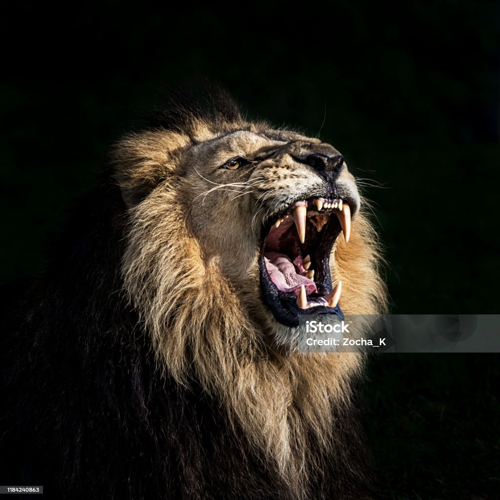 Angry lion roaring Portrait of furious lion. He shows his teeth opening mouth and takes an aggressive posture. Lion - Feline Stock Photo