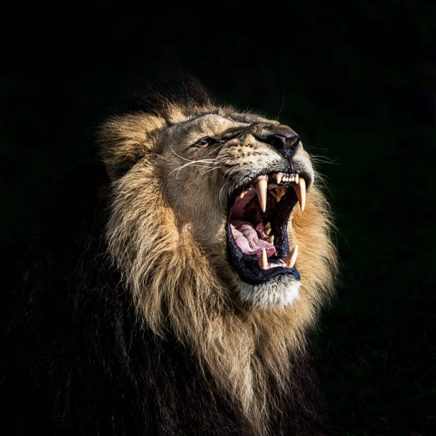 Angry lion roaring Portrait of furious lion. He shows his teeth opening mouth and takes an aggressive posture. snout photos stock pictures, royalty-free photos & images