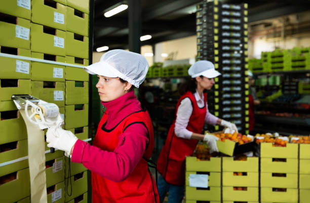 istock worker in uniform stickering barcodes on boxes of apricots 1184240985