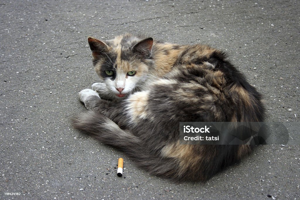 ホームレス猫と Cigarett - ほっそりしたのロイヤリティフリーストックフォト