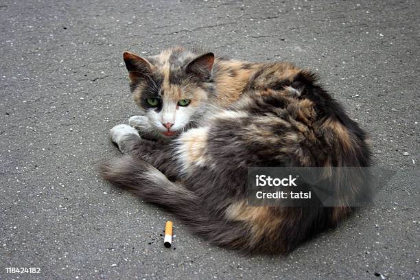 ホームレス猫と Cigarett - ほっそりしたのストックフォトや画像を多数ご用意 - ほっそりした, カラー画像, コンセプト