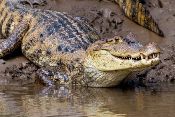 istock White caiman from Costa Rica 1184241931