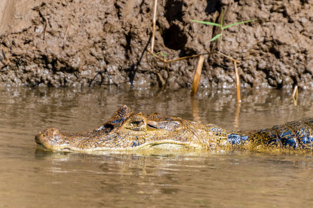 istock Spectacled caiman from Costa Rica 1184241951