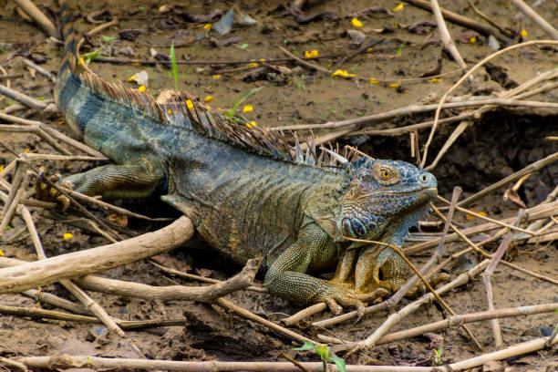 istock A large male green iguana 1184241973
