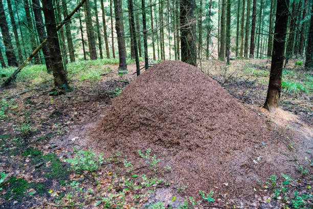 forest ants formica - logging road imagens e fotografias de stock