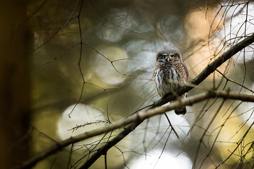 Eurasian pygmy owl (Glaucidium passerinum) is the smallest owl in Europe, bird in natural habitat