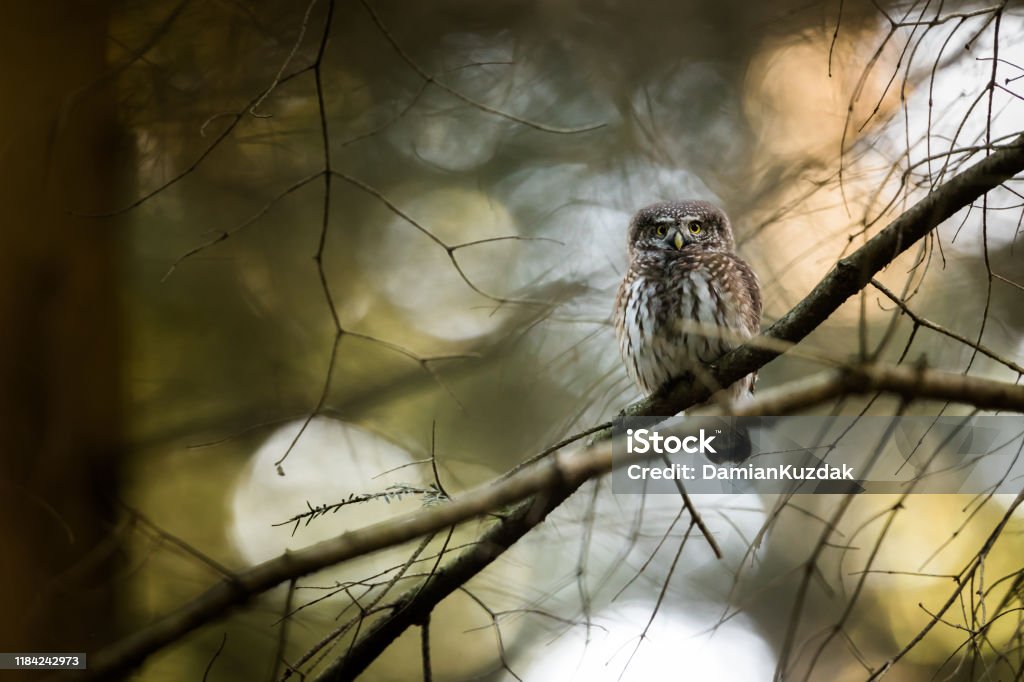 Eurasian pygmy owl Eurasian pygmy owl (Glaucidium passerinum) is the smallest owl in Europe, bird in natural habitat Owl Stock Photo