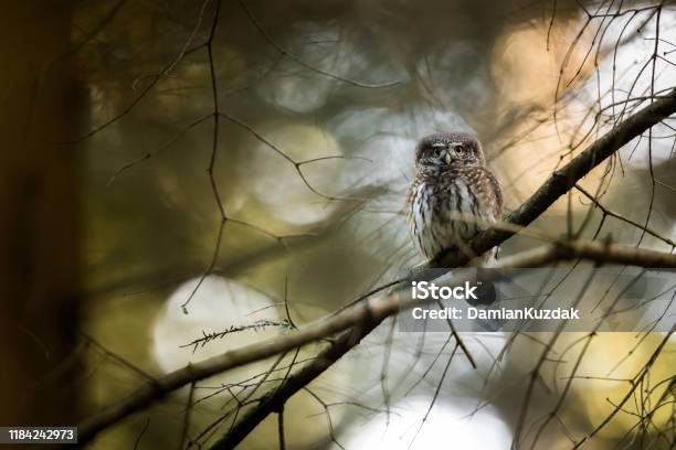 Eurasian Pygmy Owl Stock Photo - Download Image Now - Owl, Animal, Animal Themes