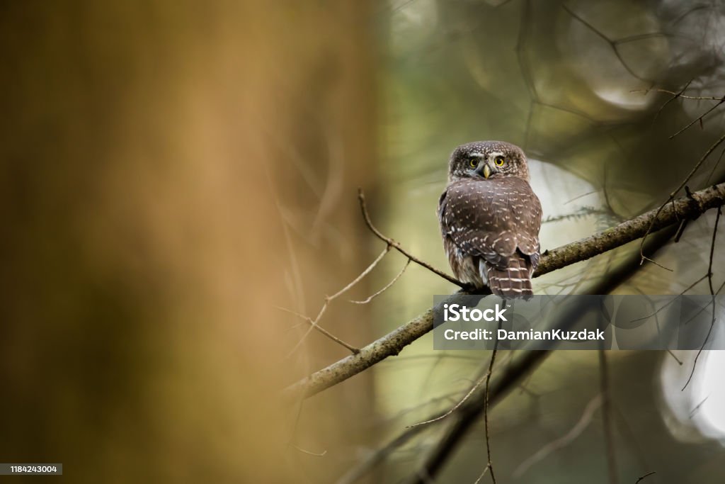 Eurasian pygmy owl Eurasian pygmy owl (Glaucidium passerinum) is the smallest owl in Europe, bird in natural habitat Owl Stock Photo