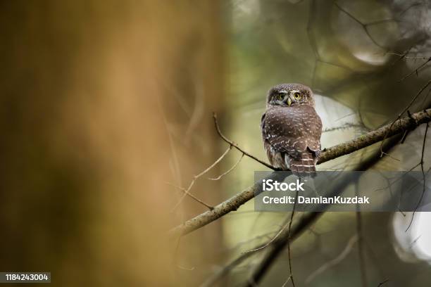 Eurasian Pygmy Owl Stock Photo - Download Image Now - Owl, Flying, Pygmy Owl