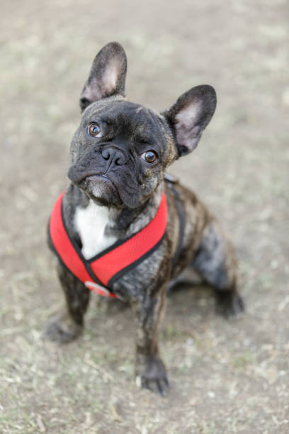 istock Brindle Frenchie Puppy Sitting and Looking Up 1184244745