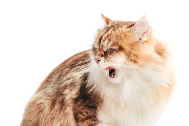 istock Siberian cat yawning, isolated on white background 1184245630