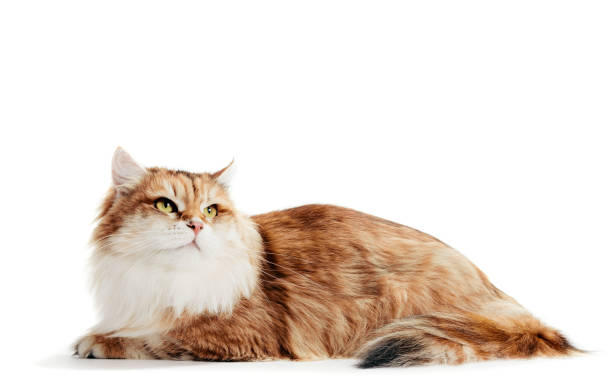 istock Siberian cat isolated, looking up. Purebred 1184245698