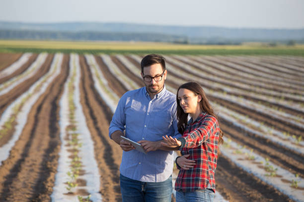istock Two farmers walking in vegetable field 1184246285