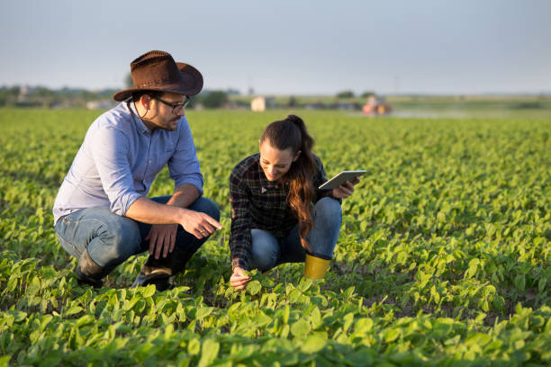 istock Two farmers squatting in field 1184246970